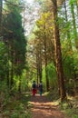 Two women trekker trekking through dense forest towards Varsey Rhododendron Sanctuary or Barsey Rhododendron Sanctuary. A very