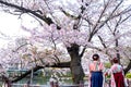 Two women wear traditional Japanese Kimono or Yukata, women behind while sightseeing sakura in sakura cherry blossoms park, in Jap Royalty Free Stock Photo