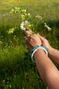 Two womens hands with beautiful homemade bracelets hold daisies on the background of the field on a sunny day. Royalty Free Stock Photo
