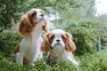 Two wonderful Cavalier King Charles Spaniels spend time on summer street in juniper. Doggy kids enjoy nature outdoor. Royalty Free Stock Photo