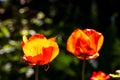 Two wonderful red and orange poppy flowers on a green blurry background Royalty Free Stock Photo