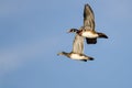 Two wood ducks flying in a blue sky Royalty Free Stock Photo