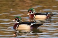 Two Wood Ducks swimming in the water Royalty Free Stock Photo