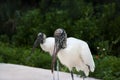 Two wood storks foraging for food