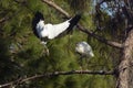 Two wood storks in a pine tree in central Florida. Royalty Free Stock Photo