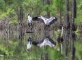 Two Wood Storks Reflection Royalty Free Stock Photo