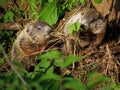Two Woodchuck Pups in Nature