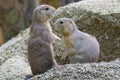 Two woodchucks on sandy hill