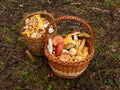 Two wooden baskets full with mushrooms on the forest ground Royalty Free Stock Photo