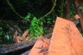 Two wooden beams or planks laying in tropical forest with more illegaly cut planks in the background