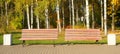 Two wooden benches in autumn city park among birches near asphalt path Royalty Free Stock Photo