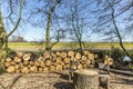 Two wooden chairs with a stump of a tree as a table and piles of wooden logs