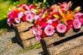 Two wooden flower boxes containing gerberas Royalty Free Stock Photo