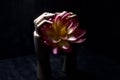 Two wooden hands that hold a fake lotus flower