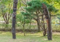 Two wooden Korean totem poles in front of evergreen tree