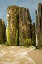 Two wooden piles of the old breakwater. Wood covered with moss and doused with water. Vertical frame Royalty Free Stock Photo