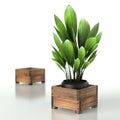 Two Wooden Raised Garden Beds with plant . 3D Rendering