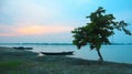 Two wooden row boats docked at shore of Jamuna river beside a tree at dusk in Bangladesh