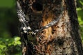 Two Woodpeckers in flight Royalty Free Stock Photo