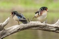 Two Wood Duck Drakes Standing Together