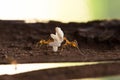 Two work ants carrying ants eggs to their new home