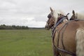 Two work horses with harnes in field