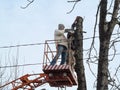 Two workers sawing a wood trunk with a chainsaw, standing on an aerial work platform, among the electrical wires. Sawdust flying