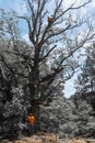 Two workers trimming branches on tall oak tree in North Carolina