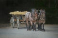 Two workhorses with cart