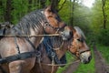 Two workhorses in the forest