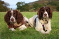 Two working english springer spaniel gundogs Royalty Free Stock Photo