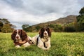 Two working english springer spaniel gundogs Royalty Free Stock Photo