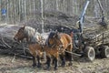 Working horses with horse driving trailer