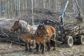 Working horses with horse driving trailer Royalty Free Stock Photo