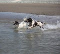 Two working type engish springer spaniel pet gundogs running into the sea