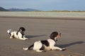 Two Working type english springer spaniel gundogs on a beach Royalty Free Stock Photo