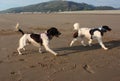 Two Working type english springer spaniel gundogs on a beach Royalty Free Stock Photo