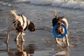 Two Working type english springer spaniel gundogs on a beach Royalty Free Stock Photo