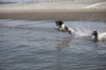 Two working type english springer spaniel pet gundogs jumping into the sea on a sandy beach Royalty Free Stock Photo