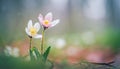 Two woven spring flower in the rain in a forest in spring close-up with soft focus The romantic imag