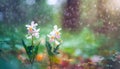 Two woven spring flower in the rain in a forest in spring close-up with soft focus The romantic imag