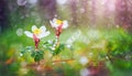 Two woven spring flower in the rain in a forest in spring close-up with soft focus The romantic imag