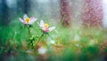 Two woven spring flower in the rain in a forest in spring close-up with soft focus The romantic imag