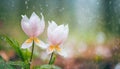 Two woven spring flower in the rain in a forest in spring close-up with soft focus The romantic imag