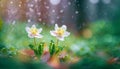 Two woven spring flower in the rain in a forest in spring close-up with soft focus The romantic imag