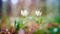 Two woven spring flower in the rain in a forest in spring close-up with soft focus The romantic imag