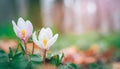 Two woven spring flower in the rain in a forest in spring close-up with soft focus The romantic imag