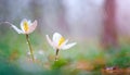 Two woven spring flower in the rain in a forest in spring close-up with soft focus The romantic imag