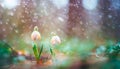 Two woven spring flower in the rain in a forest in spring close-up with soft focus The romantic imag