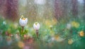 Two woven spring flower in the rain in a forest in spring close-up with soft focus The romantic imag